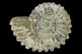 Bumpy Ammonite (Douvilleiceras) Fossil - Madagascar #134180-1